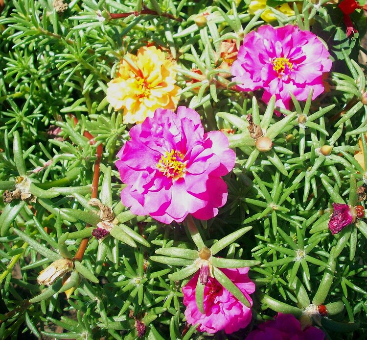 Some More of the Moss Roses