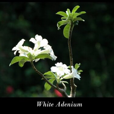White Adenium