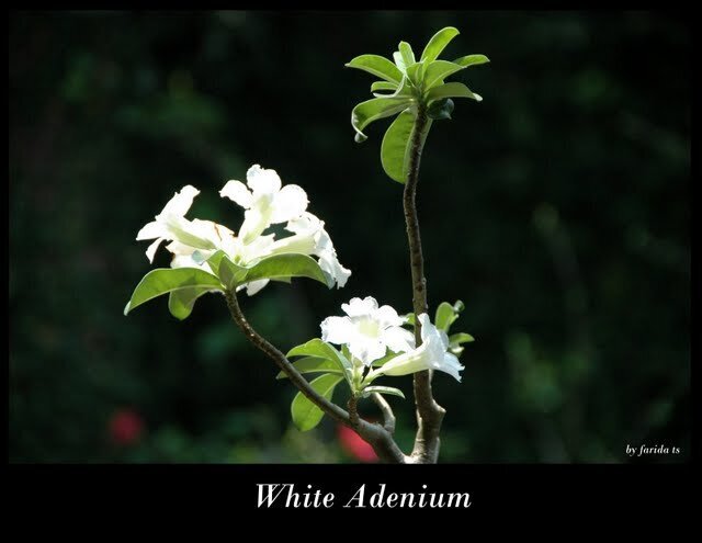 White Adenium