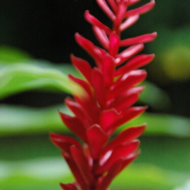 Red Ginger