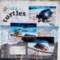 Sea Turtles