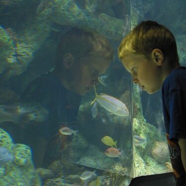 Reflecting on the OK Aquarium