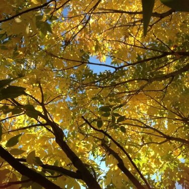 Fall Leaves taken at Breast Cancer Walk 