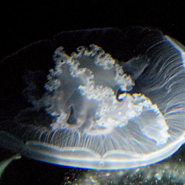 &quot;Ghost&quot; Jellyfish