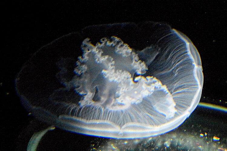 &quot;Ghost&quot; Jellyfish