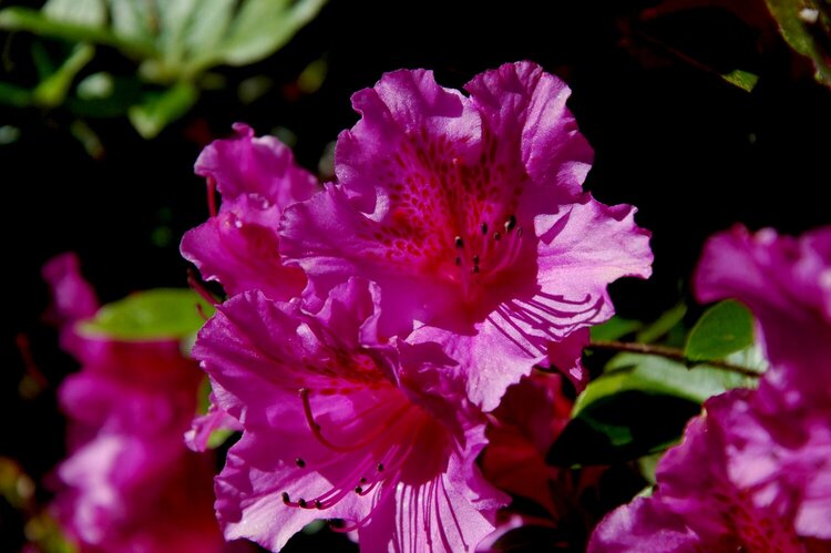 Deep Pink Rhododendron