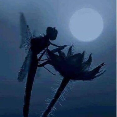 Moonlit dragonfly