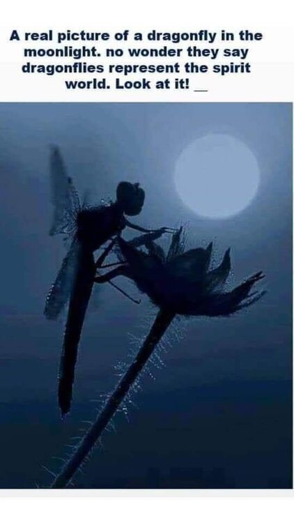 Moonlit dragonfly