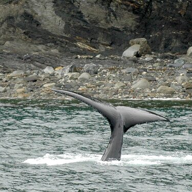 Juneau  Humpback Whale&#039;s Tail