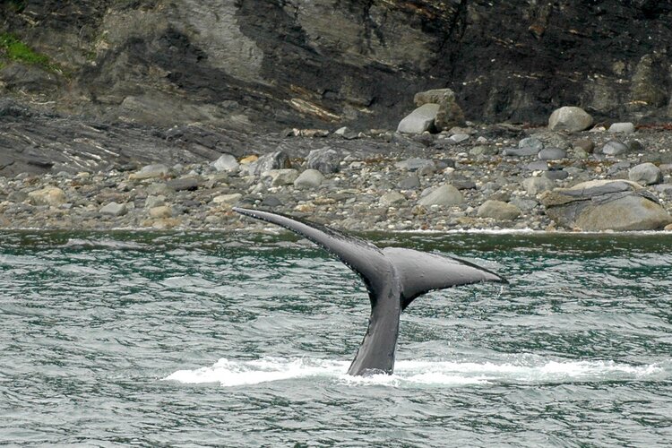 Juneau  Humpback Whale&#039;s Tail