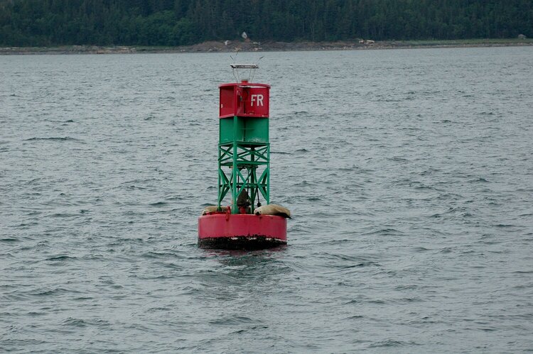 Juneau  Seals resting on this Buoy