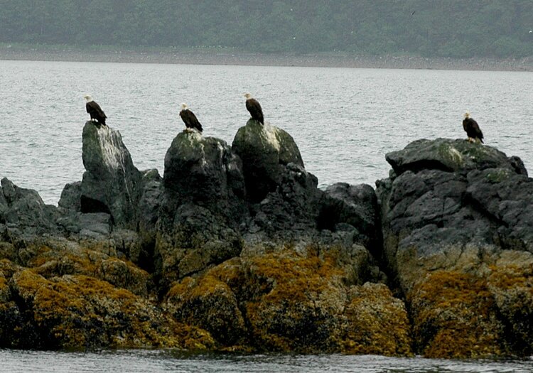Juneau Eagle Reef with 4 of the 5 eagles