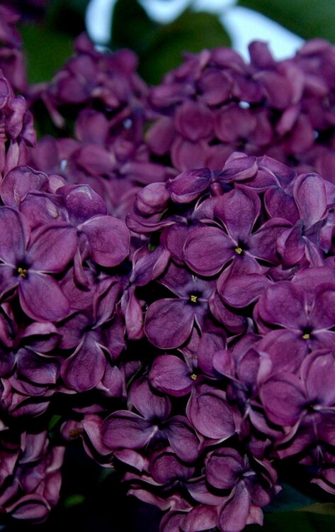 Lilac--Frank Klager varity