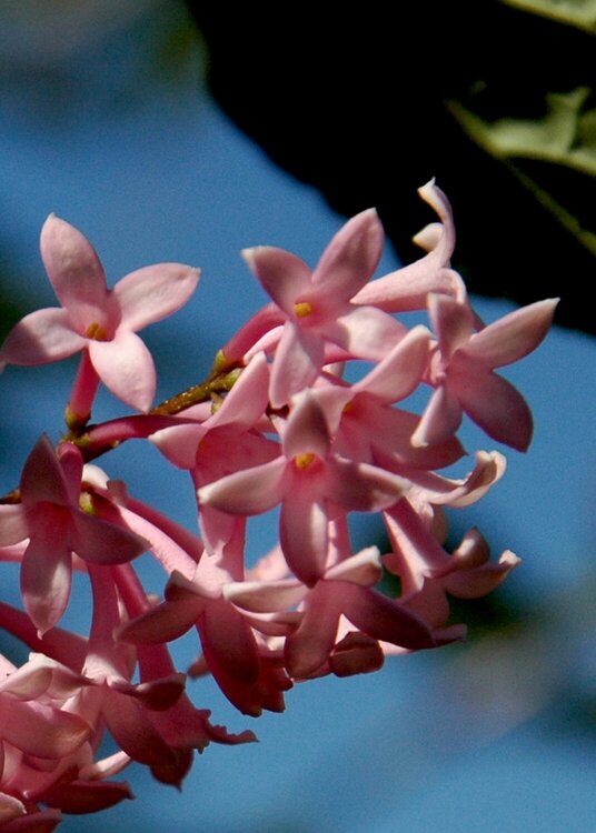 Lilac--med pink in color