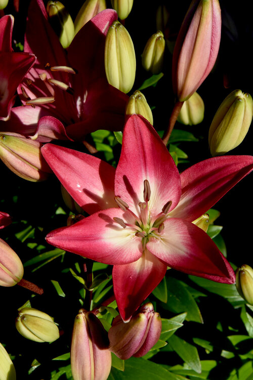 Lilly