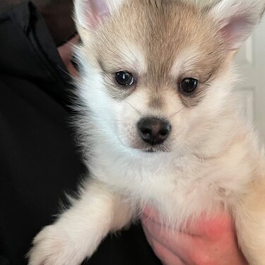 Miska---new pup for me
