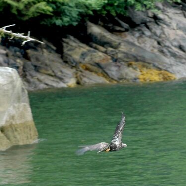 Ketchikan--Misty Fjords Young Eagle Flying