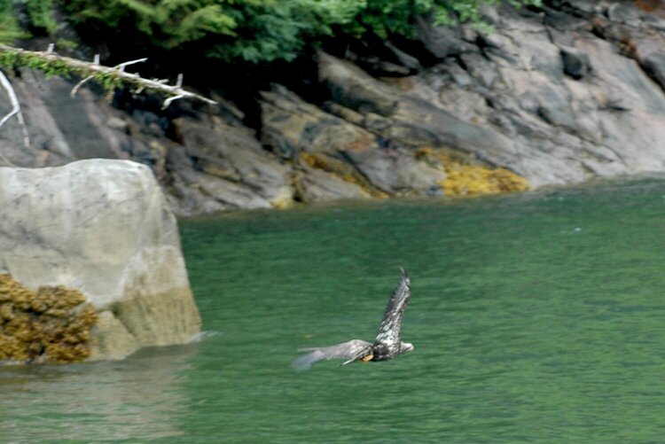 Ketchikan--Misty Fjords Young Eagle Flying