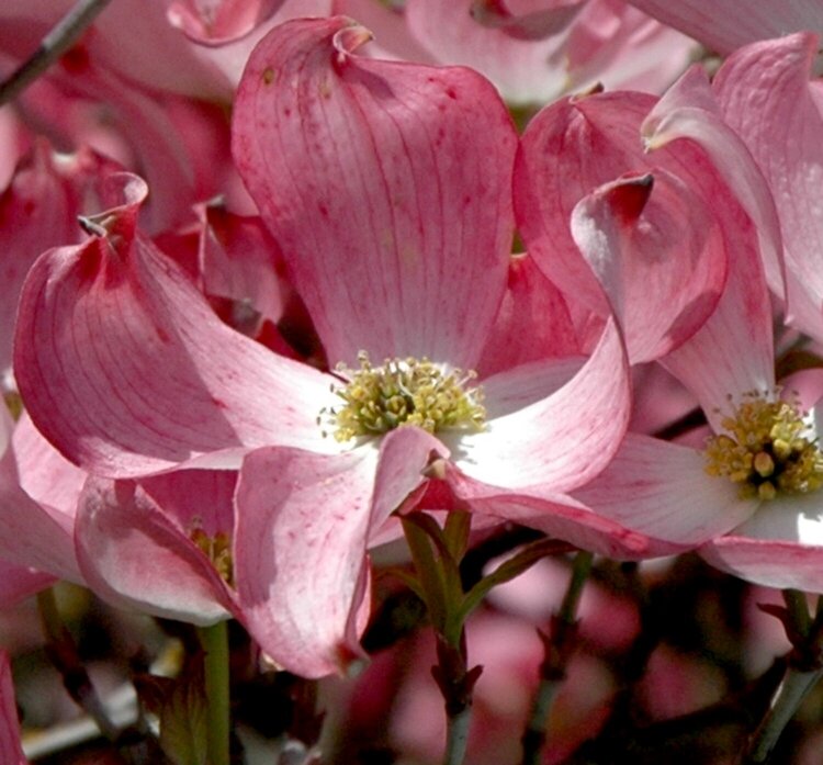 Pink Dogwood Flower Closeup