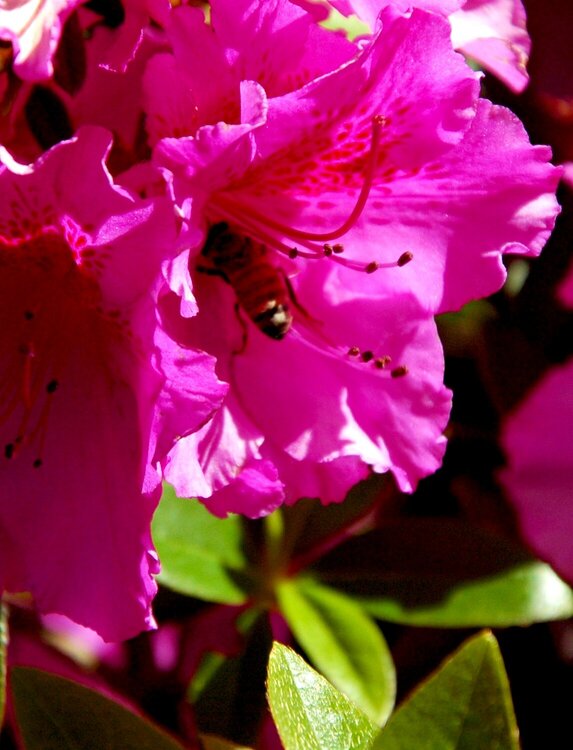 Bee in a Dr Pink Rhododendron