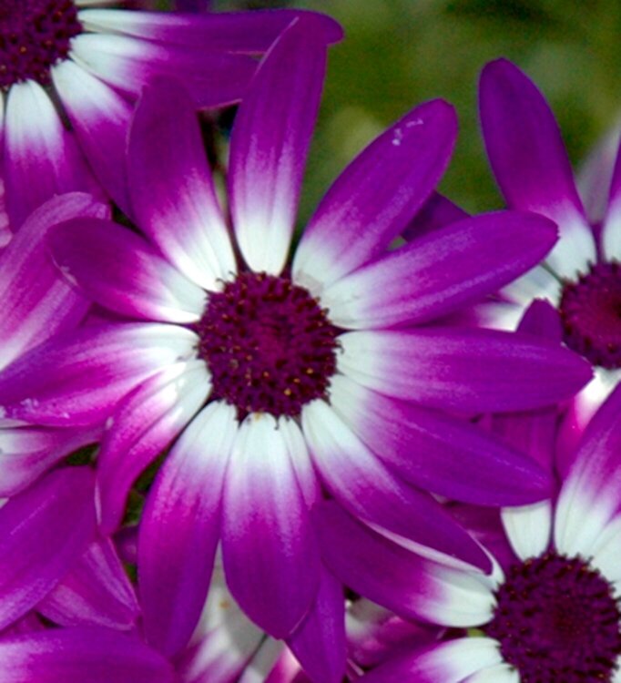 Purple Daisies Closeup