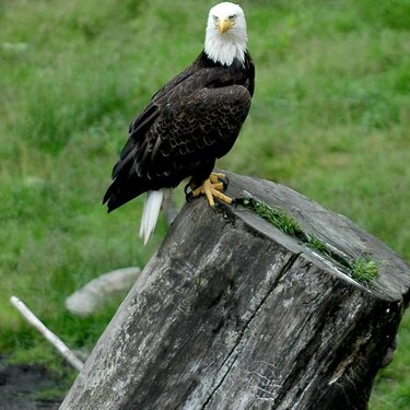 Sitka Eagle Perched on Stump Watching Fish