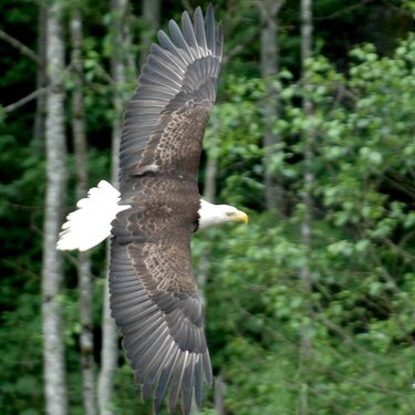 Sitka  Eagle in Flight
