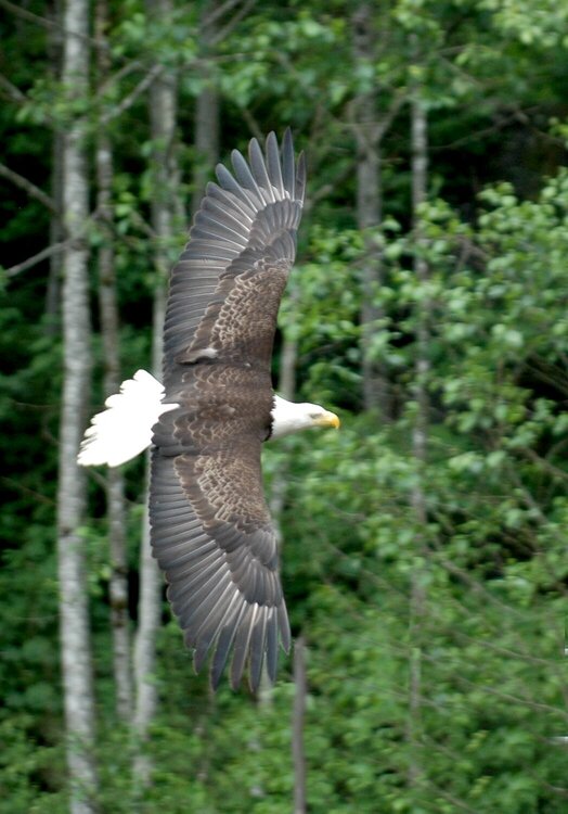 Sitka  Eagle in Flight