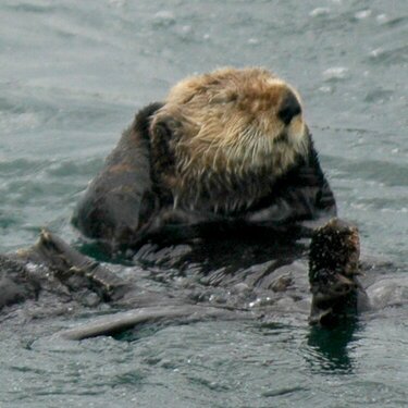 Sitka Sea Otter