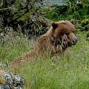 Sitka Young Brown Bear on an Island
