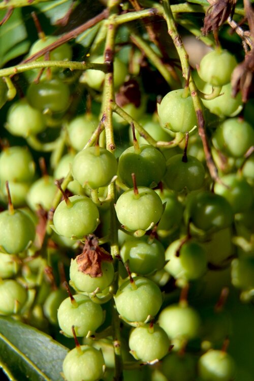 June Mini #5-Green---Spirea berry cluster