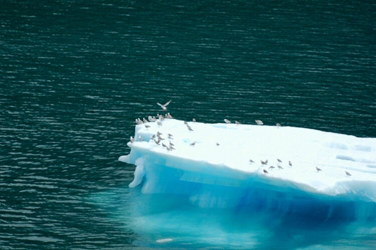 Tracy Arm/Sawyer Glacier Huge Ice Chunk that &quot;Calved&quot; off the Glacier