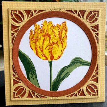 Tulip--no type of card