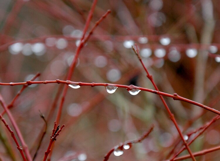 Waterdrops and bokeh together