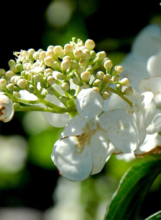 White Flowering Tree Closeup