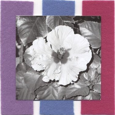 hibiscus flower *b&amp;w*