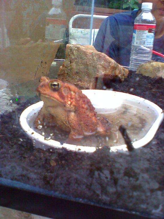 Toadzilla