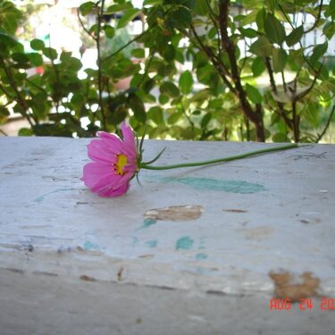 one little flower
