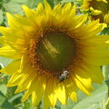 Sun Flower with Bee