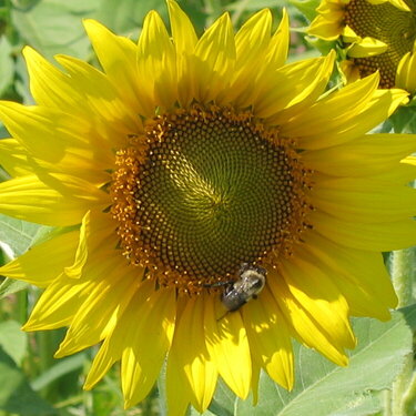 Sun Flower with Bee