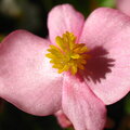 Pink Flower