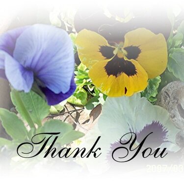 Soft Pansies Thank You Card