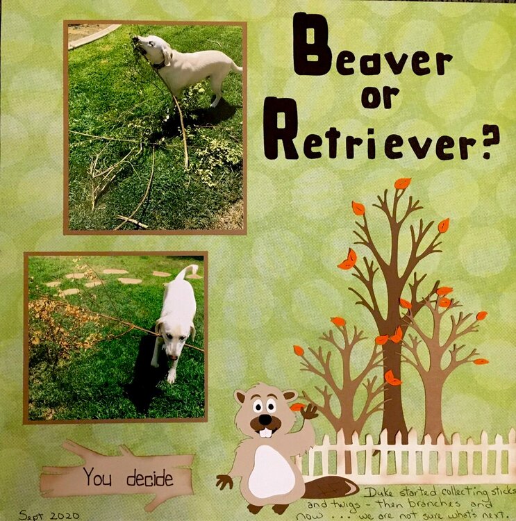 Beaver or Retriever? (you decide)