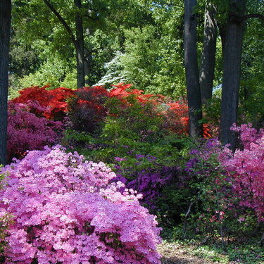 Colorful Azaleas