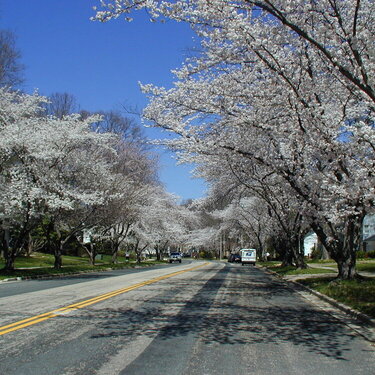 Crofton Cherry Blossoms