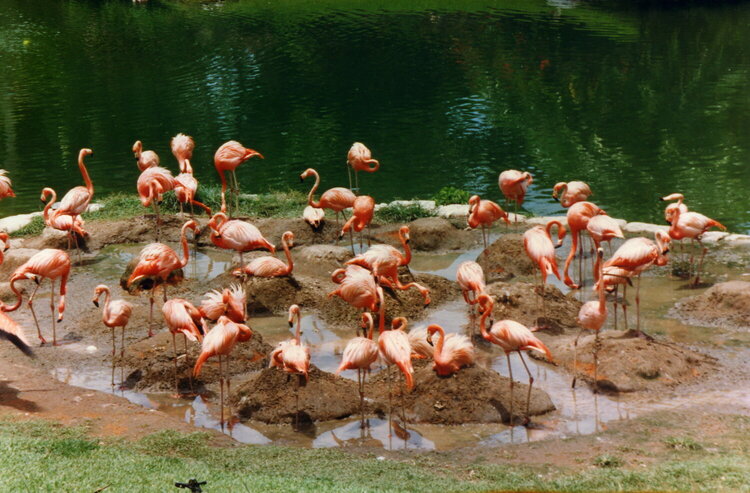 Flamingos