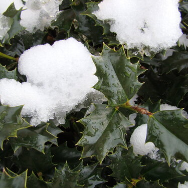 Holly and Snow