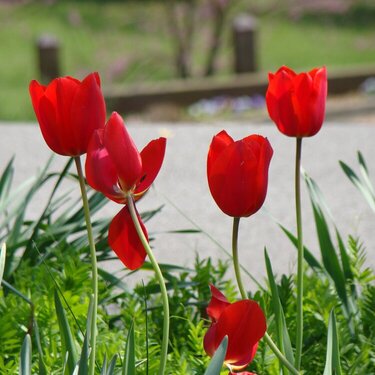JFF Red Tulips