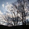 POD 03-16-09 Trees and clouds