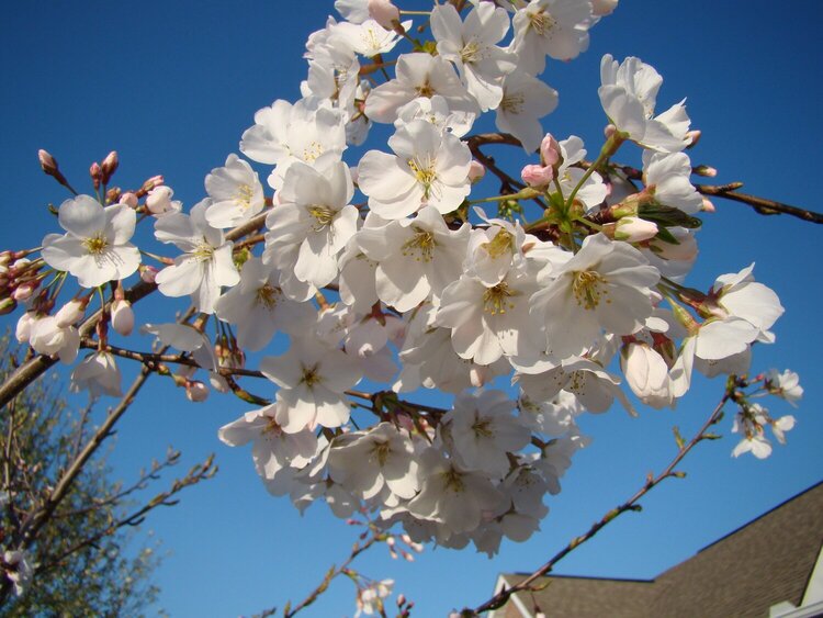 POD 03-24-09 Yoshino Cherry Blossoms